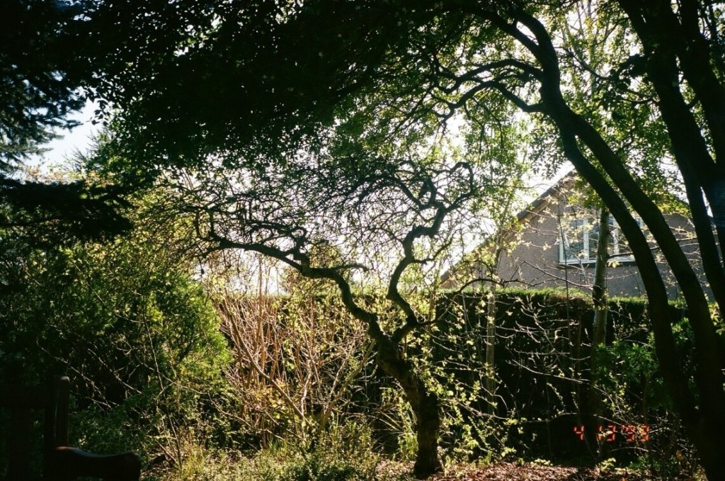 The Honeysuckle Bush